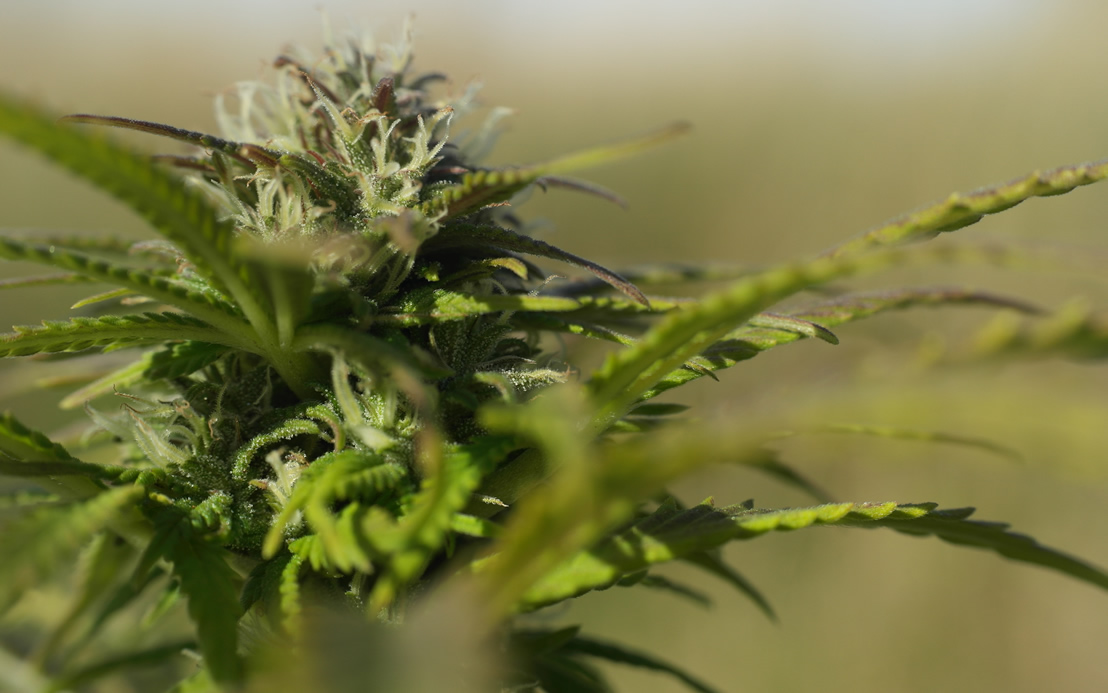 Cannabis médical en France : un pas de plus vers la légalisation ?